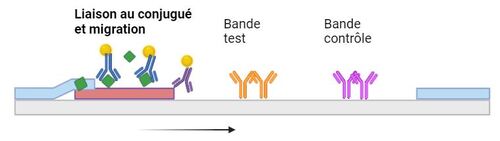 étape 2 FR 500x141.JPG