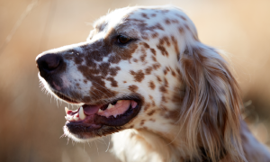 Vector-Borne Diseases